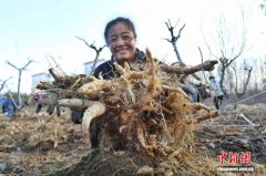 泰山黄精“三级跳” 从林下“珍宝”变富民“黄金”